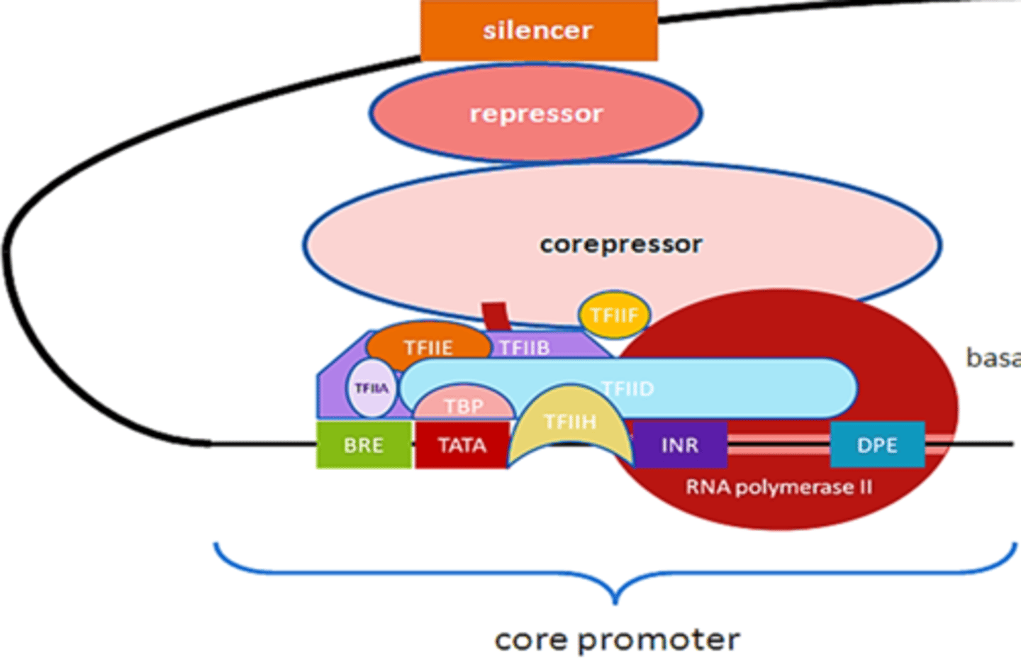 <p>multi-subunit protein complexes involved in core promoter recognition</p>