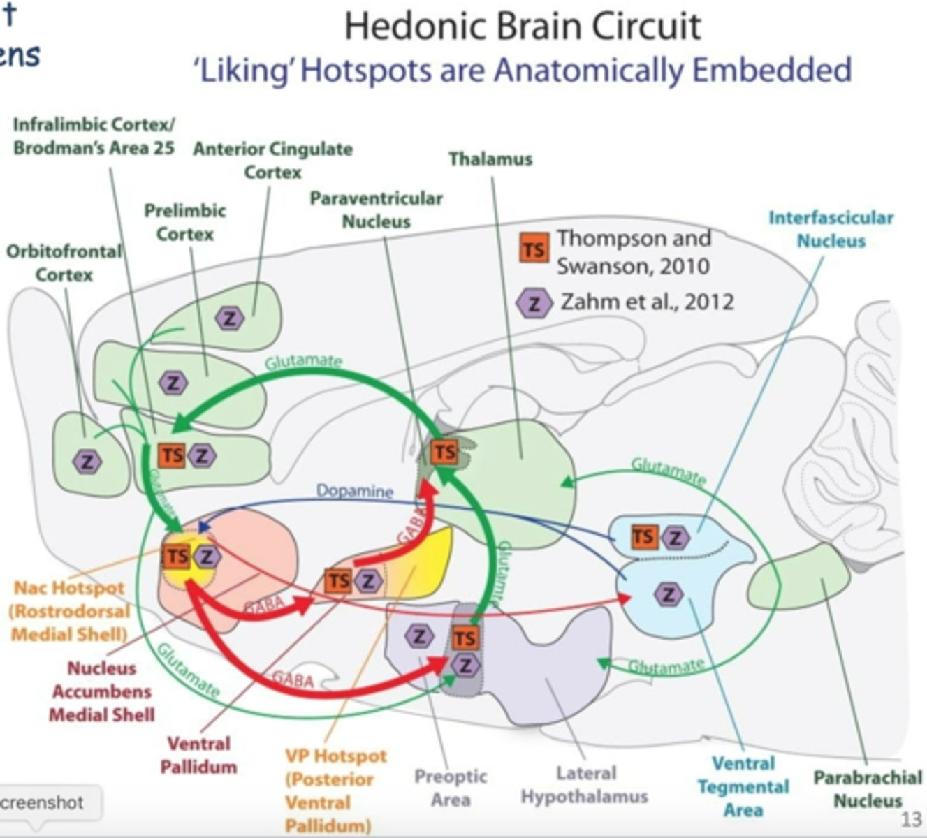 <p>Most drugs increase dopamine in the-</p>