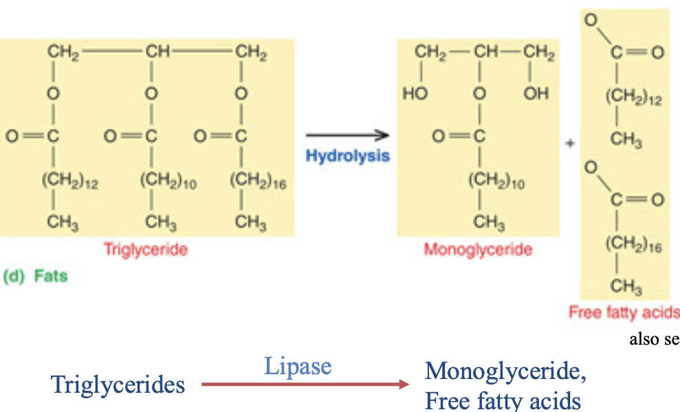 <p>chopping fatty acid tails to form three free fatty acids</p>