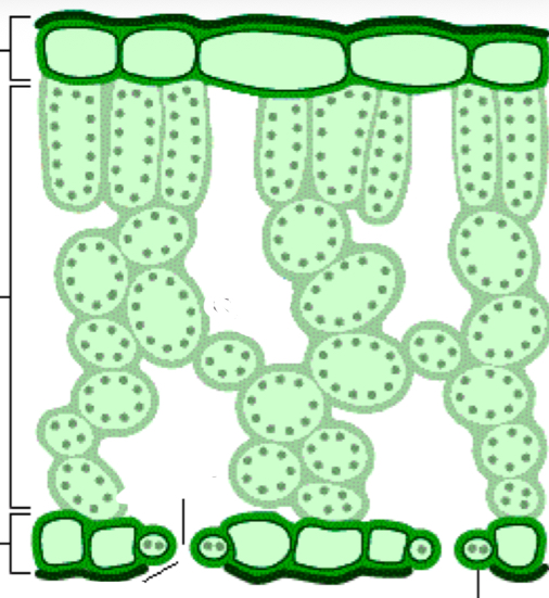 <p>parts of the leaf</p>