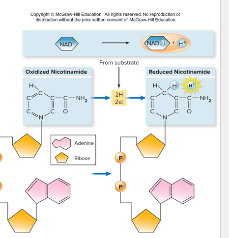 <p><strong>NAD+/NADH</strong></p><p><strong>FAD/FADH</strong></p>