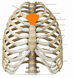 <p>What bone structure is highlighted?</p>