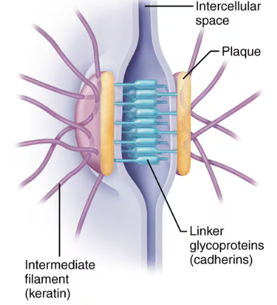<p>Also known as anchoring junctions. Bind adjacent cells together and help form an internal tension-reducing network of fibers. Linker glycoproteins (cadherins) just out from each cell membrane and interdigitize like a zipper so that if one cell gets pulled, it won’t easily detach. </p>