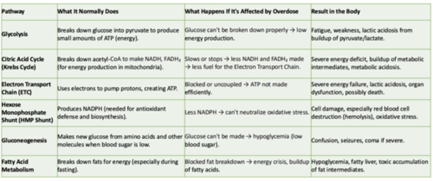 <p>What it normally does:</p><p>- Makes new glucose from amino acids and other molecules when blood sugar is low</p><p>What happens if its affected by overdose:</p><p>- Glucose can't be made → hypoglycemia (low blood sugar)</p><p>Result in the body:</p><p>- Confusion, seizures, coma if severe</p>