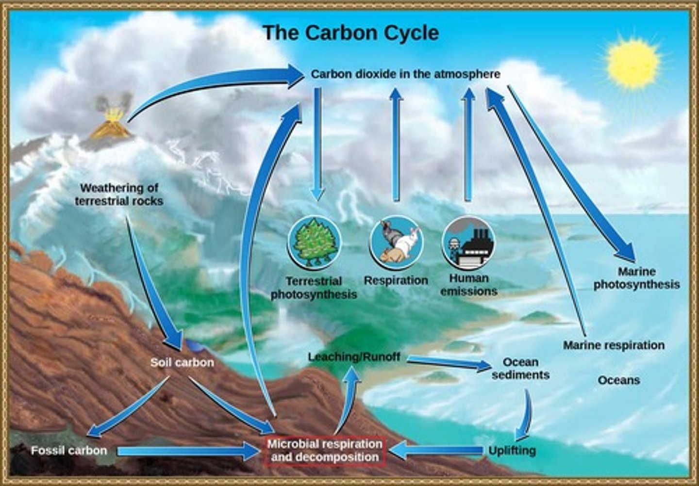 <p>They convert carbon between inorganic and organic forms, cycling through various environments.</p>