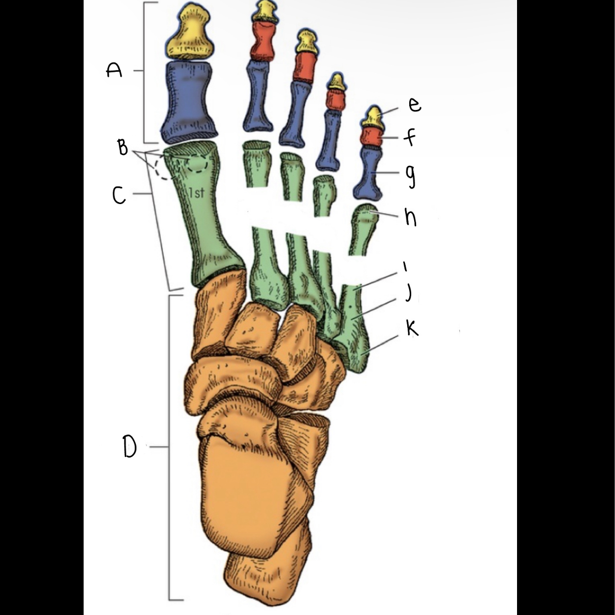 <p>What is letter G pointing to?</p>