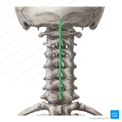 <p>The long posterior projection off the vertebral body</p>