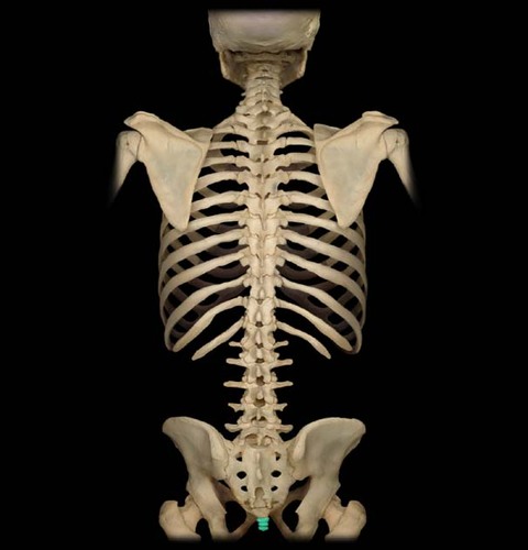 <p>4 vertebrae that are fused. Also known as your tail bone</p>