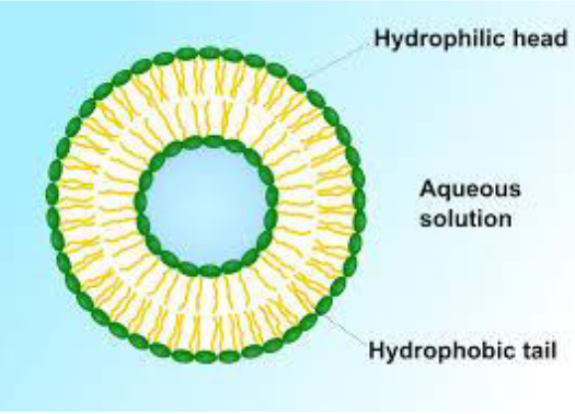<p>Membrane-Bound transport vehicles</p><p>Transport materials between the above organelles and the plasma membrance</p>
