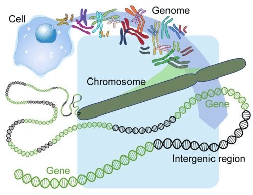 <p>Genome</p>