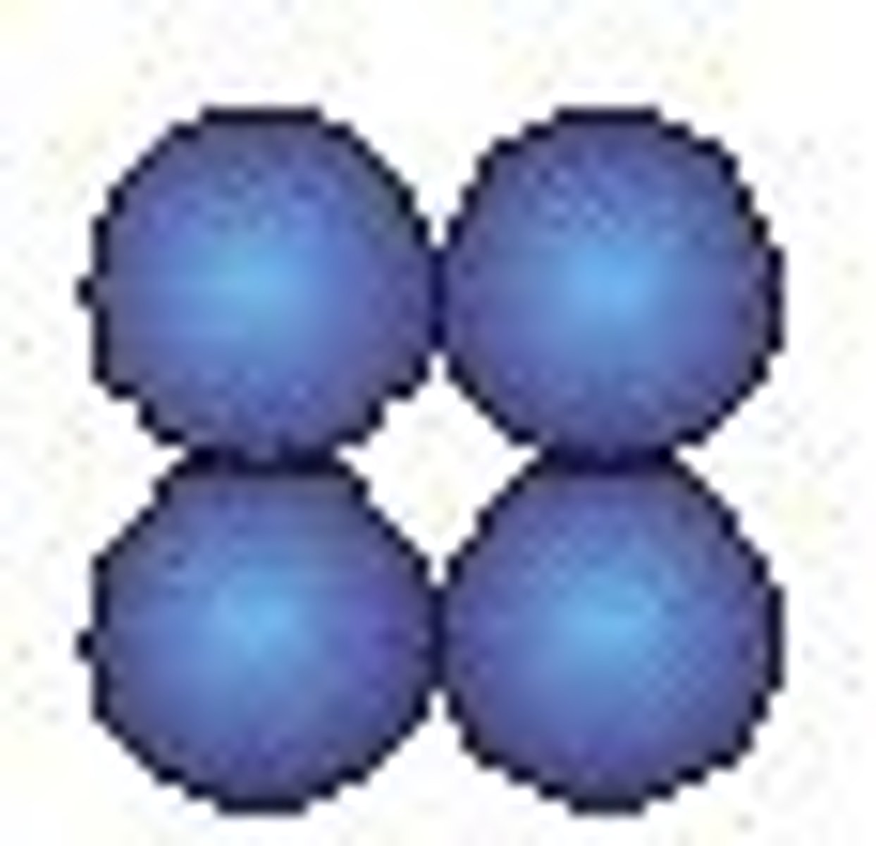 <p>4 cocci in a square</p>