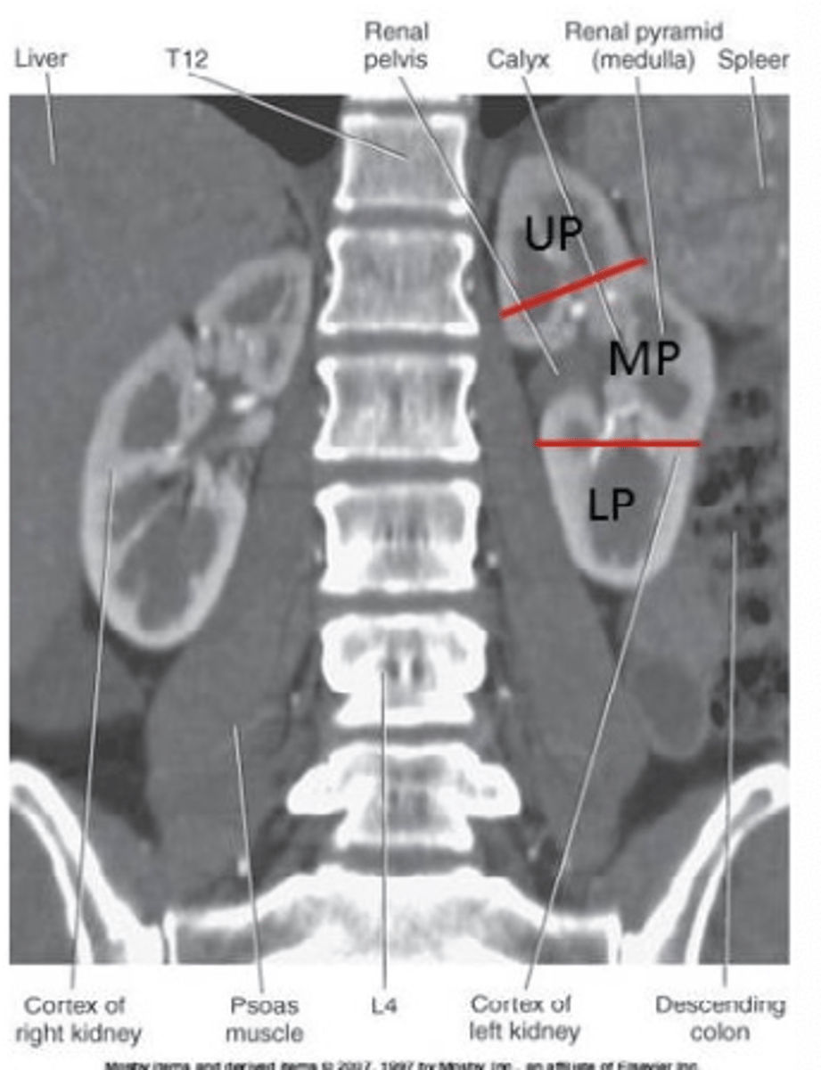 <p>Parallel to the IR.</p>