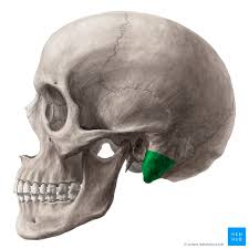 <p>temporal bones (R&L) </p>