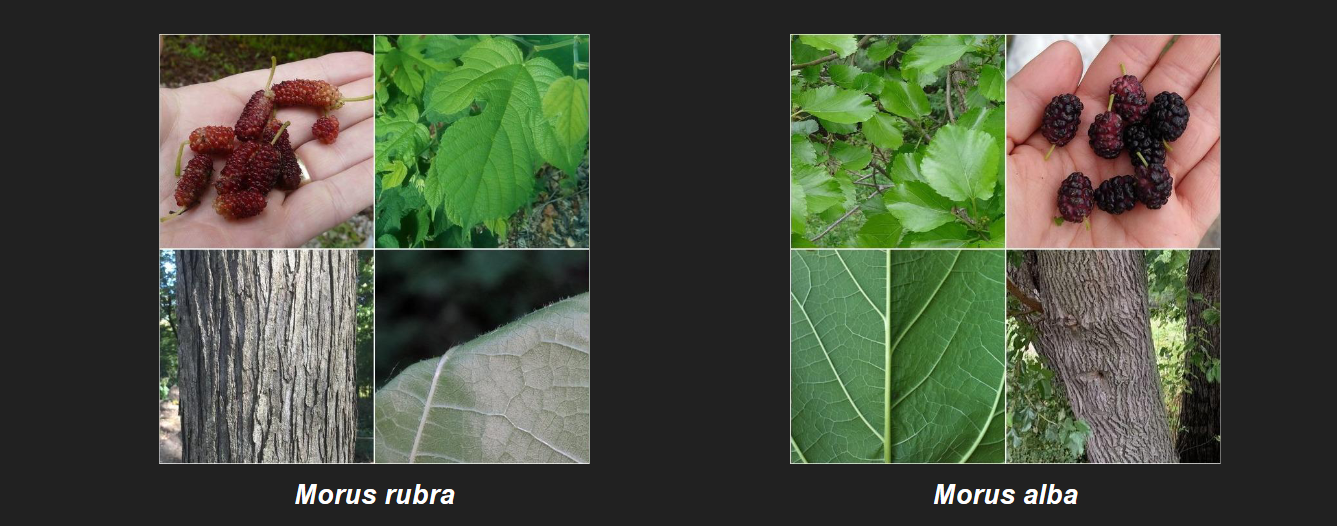 <p>Morus rubra</p><p>Red Mulberry</p>