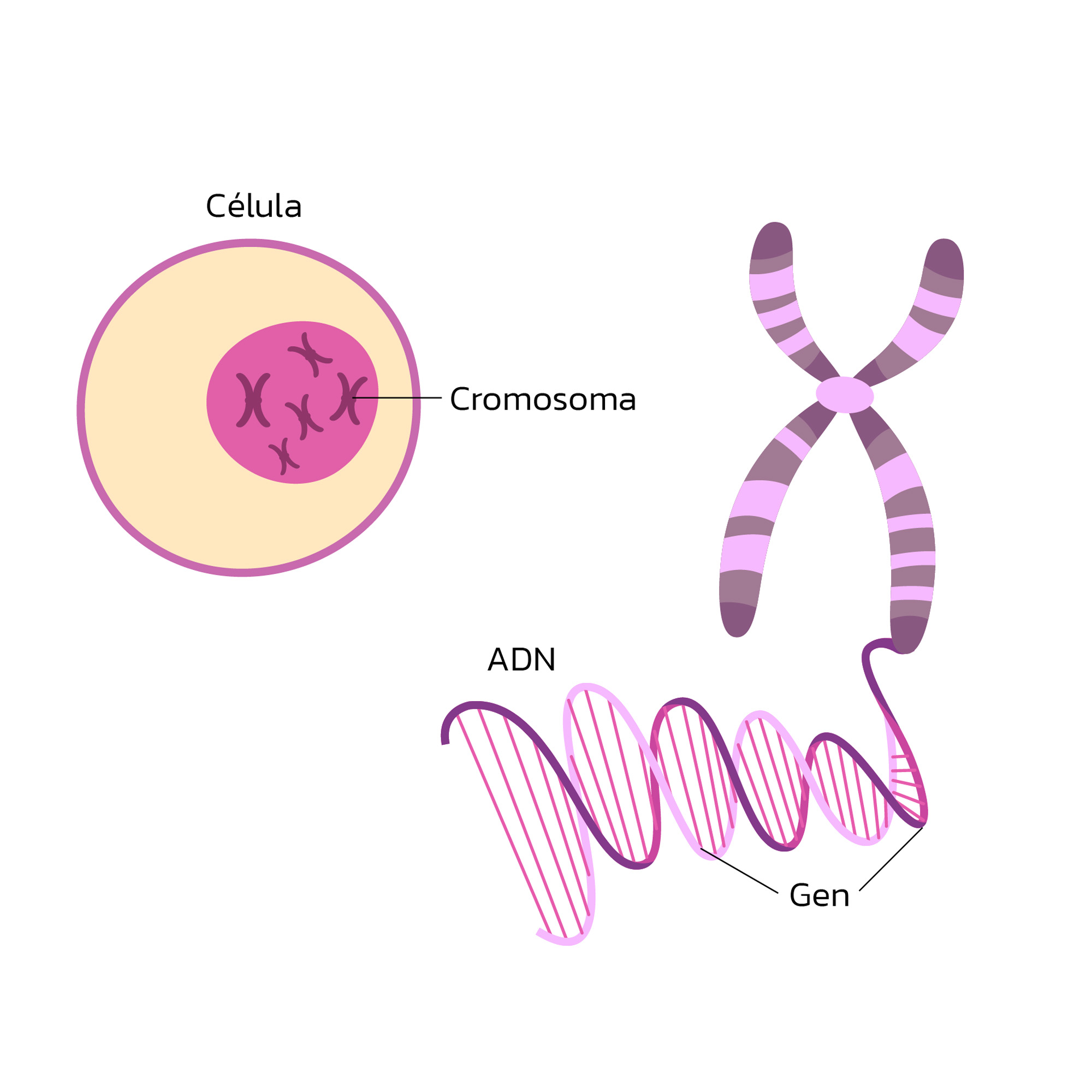 <p>A gene is a portion of DNA specifically located on a chromosome in the nucleus of the cell. This is essentially just a smaller unit of DNA. Just like DNA, a gene codes for a portion of you. 1% codes for proteins, the rest regulates them.</p>
