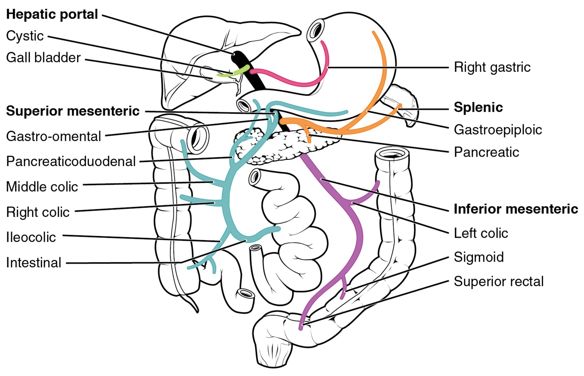 <p><span>via the right, left, and middle&nbsp;</span><strong>hepatic veins</strong><span> and flows into the inferior vena cava.</span></p>
