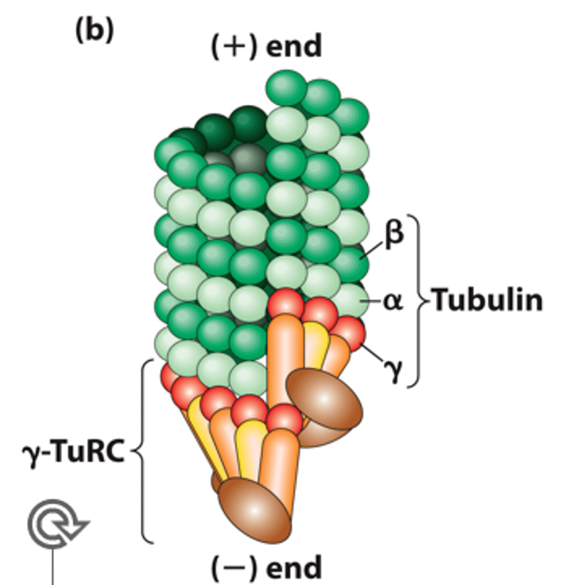 <p>Model of γ-TuRC nucleation of microtubule assembly − forms a _______________ for the MT (−) end.</p>