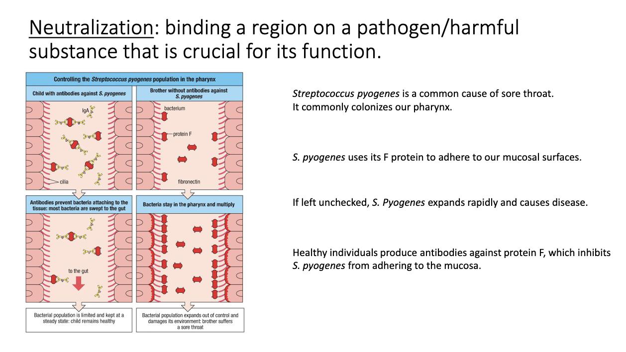 <ul><li><p class="isSelectedEnd"><span>Bacteria use adhesins (e.g., </span><strong><span>F protein</span></strong><span>) to bind mucosal surfaces.</span></p></li><li><p class="isSelectedEnd"><strong><span>IgA</span></strong><span> binds these F-protein → prevents attachment/colonization.</span></p></li><li><p><span>Pathogen is cleared before causing symptomatic infection.</span></p></li></ul><p></p>