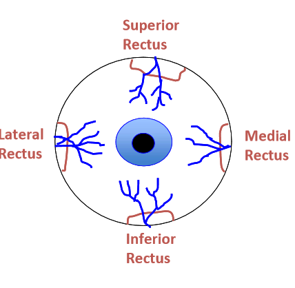 <ul><li><p>more numerous than the arteries</p></li><li><p>Palpebral Veins or anterior ciliary veins —&gt; muscular veins —&gt; superior or inferior ophthalmic vein</p></li></ul><p></p>