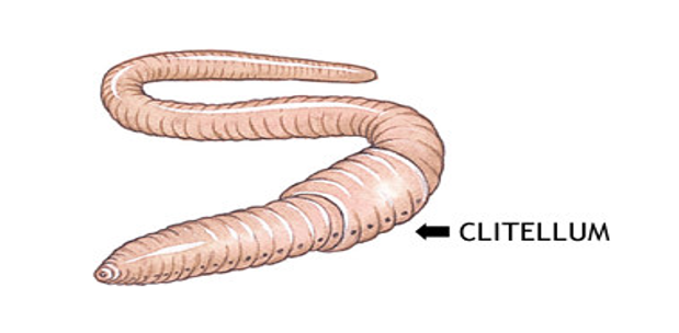 <p>Clitellum</p>