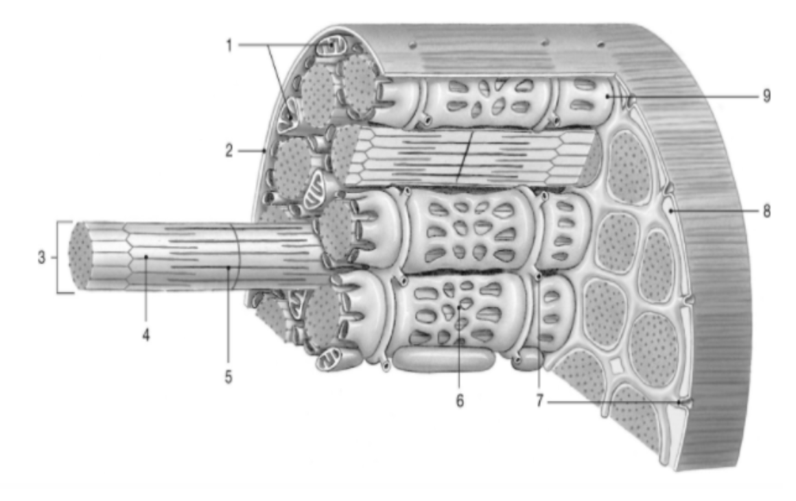 <p><span>Match the correct part of the muscle cell.</span></p>