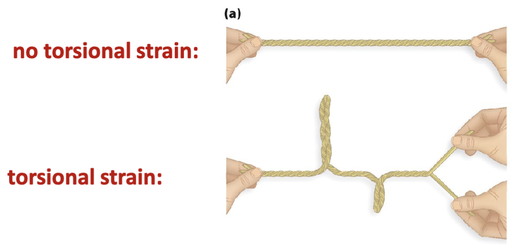 <p>It causes <strong>torsional strain</strong></p>
