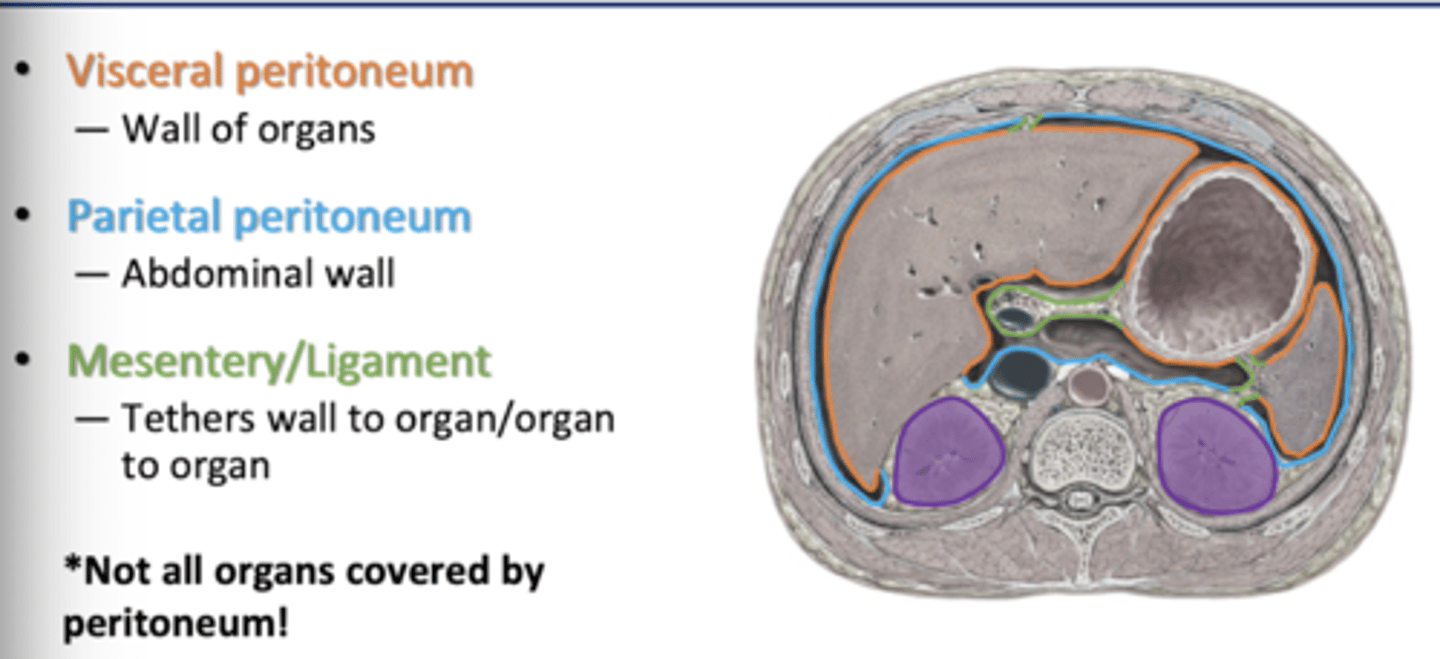 <p>Visceral Peritoneum</p><p>-wall of organs</p><p>Parietal Peritoneum</p><p>-abdominal wall</p><p>Mesentery/Ligament</p><p>-tethers wall to organ</p>