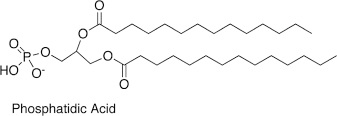 <ul><li><p>Fatty acids</p></li><li><p>Glycerol backbone</p></li><li><p>Phosphate</p></li><li><p>H</p></li></ul><p></p>