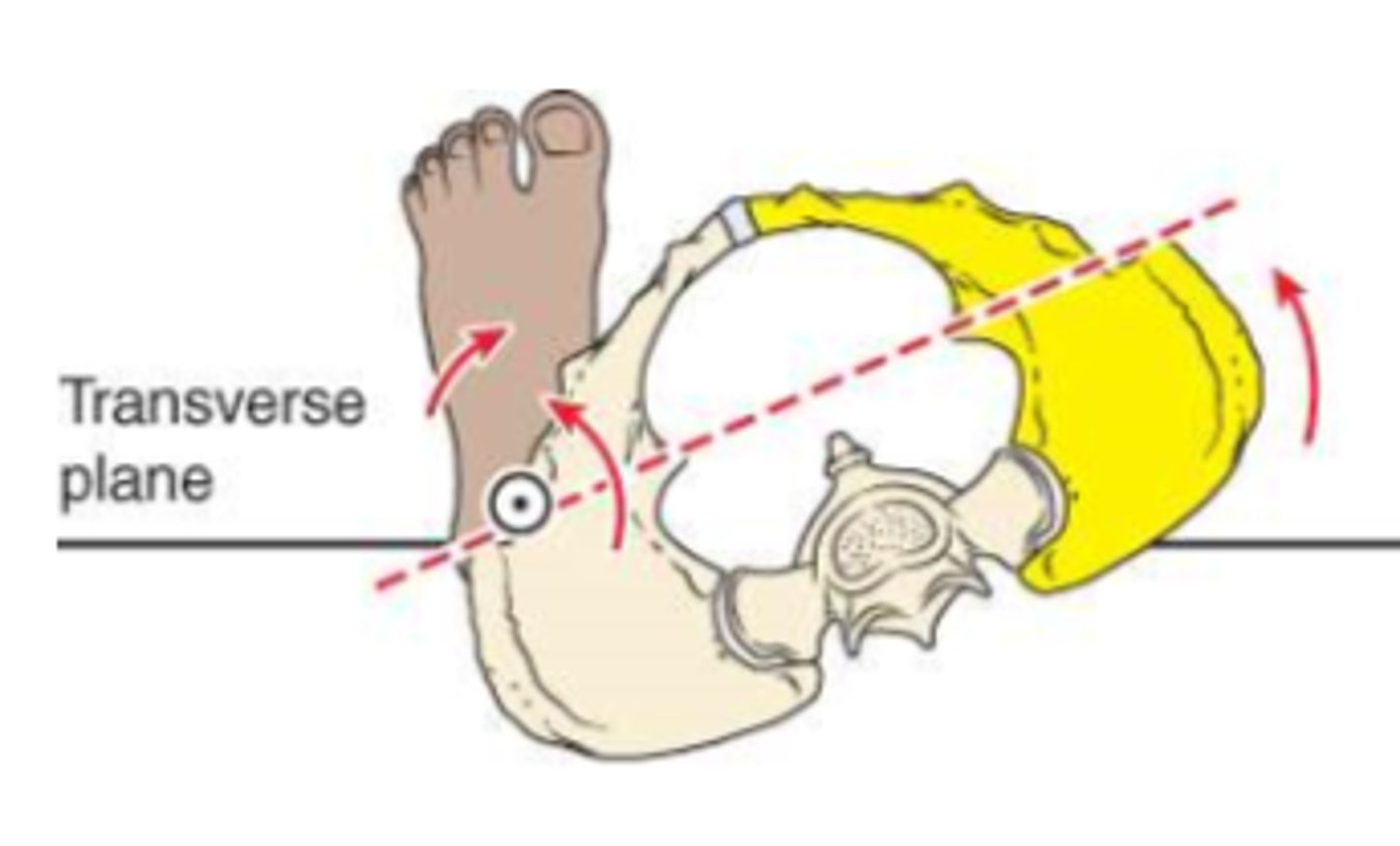 <p>IR of stance limb</p>