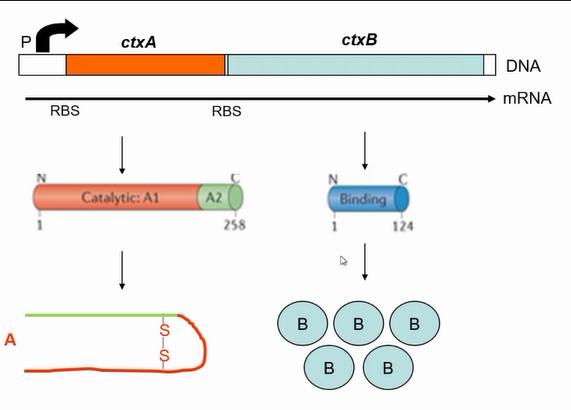 <p>Symptoms caused by cholera toxin</p><p>It is a complex AB toxin</p><p>Coded by two genes</p><p>Co-transcribed in a operon</p><p>ctxA and ctxB</p><p>Need more ctxB that ctxA</p><p>5-1 ctxB ratio to ctxA</p><p>More translation of B than a due to stronger ribosomal binding site</p><p></p>