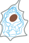 <p><strong>3/3 major types of protein filaments that form the cytoskeleton</strong></p><ul><li><p>ropelike fibers with diameter of ~10 nm</p></li><li><p>made of intermediate filament proteins, which constitute a large/heterogeneous family</p></li><li><p>one type of intermediate filament forms a meshwork called <em><u>nuclear lamina</u></em> just beneath the inner nuclear membrane</p></li><li><p>other types extend across cytoplasm to give cells mechanical strength</p><ul><li><p>ex) in epithelial tissue, they span the cytoplasm from one cell-cell junction to another, thereby strengthening the entire epithelium</p></li></ul></li></ul><p></p><p>accessory proteins & motors <strong>DO NOT </strong>act on this</p><p></p>