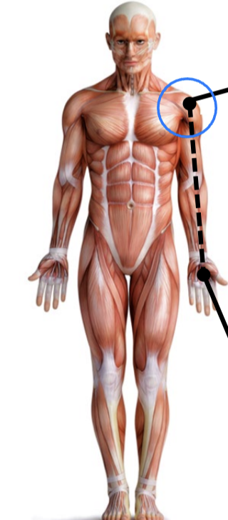 <p>closer to the point of origin (limb)</p>