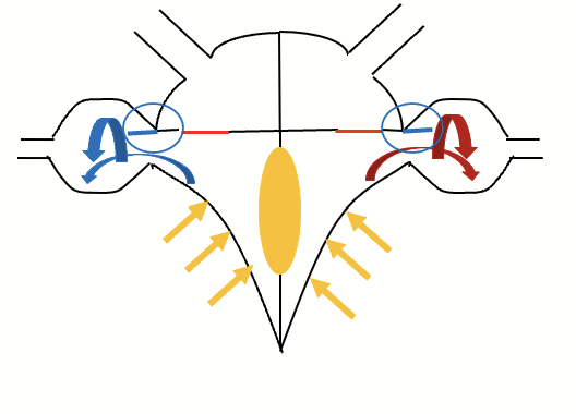 <p>AP passed on to the bundle of His and Purkinje fibers. Ventricles depolarize and contract. Pressure in ventricles increased, sufficient to force open the semilunar valves. Blood rushes out of the ventricles into arteries.</p>