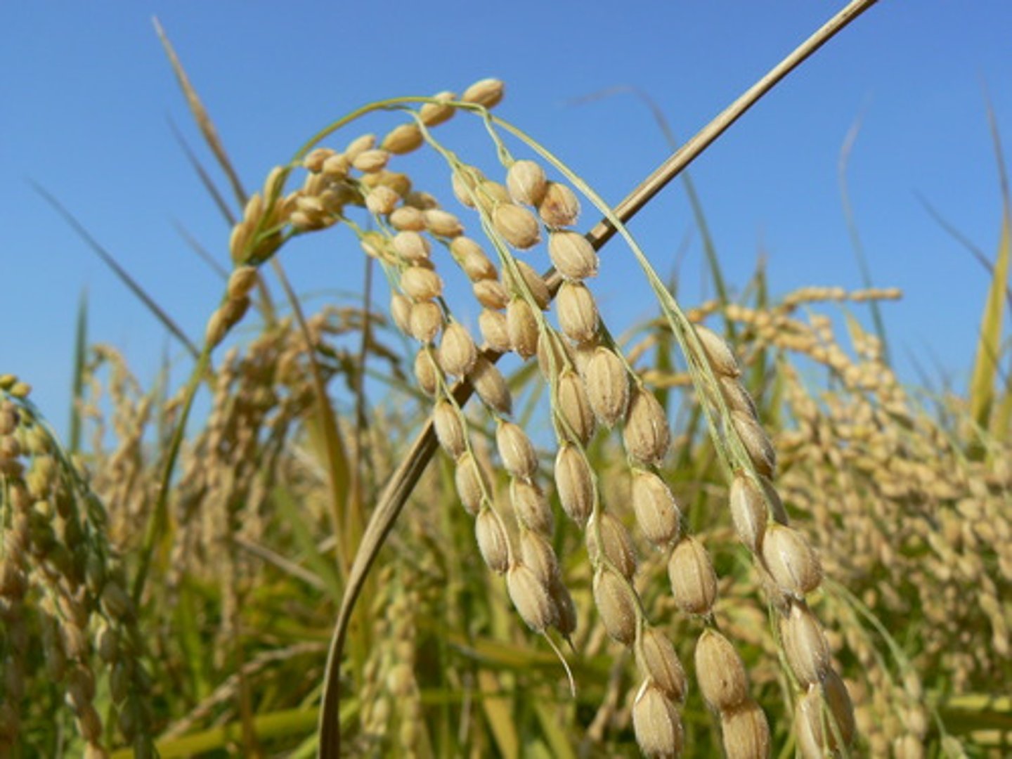 <p>rice</p>