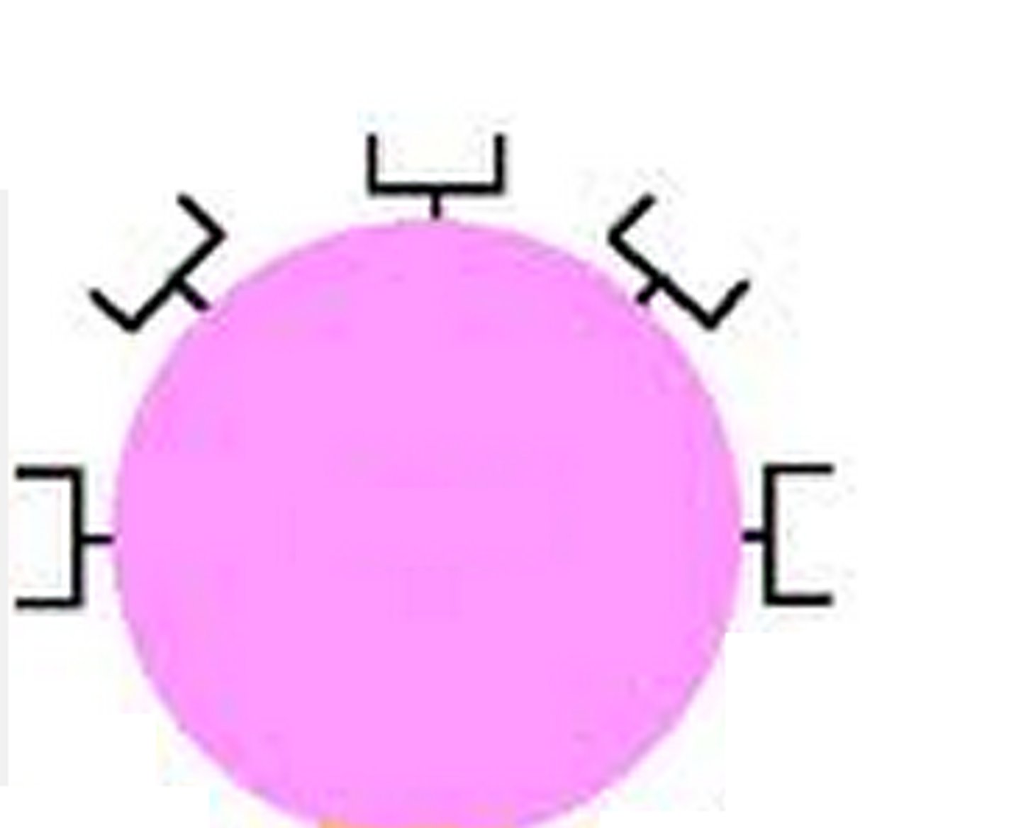 <p>B cell</p>