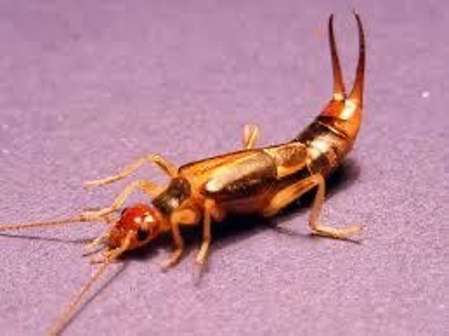 <p>Common name of order: Earwigs. Neopteran. Hemimetabolous.</p>