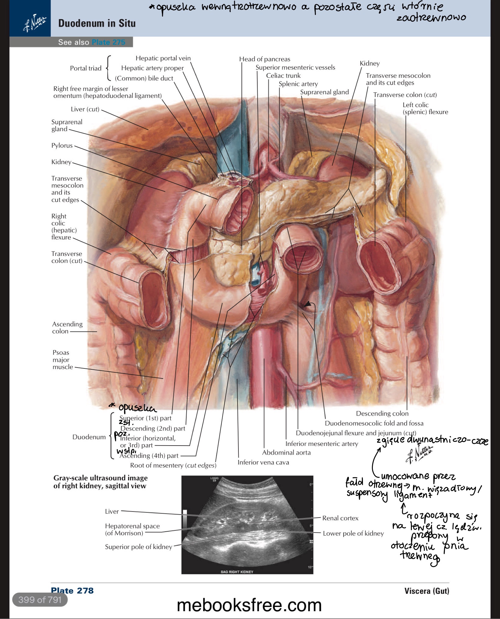 <ul><li><p>do tylnej ściany jamy brzusznej za pomocą&nbsp;fałdu otrzewnej » więzadło / mięsień wieszadłowy / suspensory ligament</p><ul><li><p>rozpoczyna się&nbsp;na lewej cz. lędźwiowej przepony i w otoczeniu pnia trzewnego</p></li></ul></li></ul>