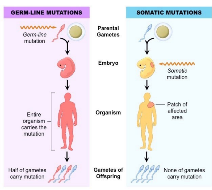 <ul><li><p>The location of a mutation determines whether or not it will be inherited.</p></li><li><p>Most mutations occur in <strong>somatic cells</strong> and are not inherited.</p></li><li><p><strong>Gametic (germ line)</strong> mutations occur in the cells of the gonads (which produce sperm and eggs) and may be inherited.</p></li></ul>