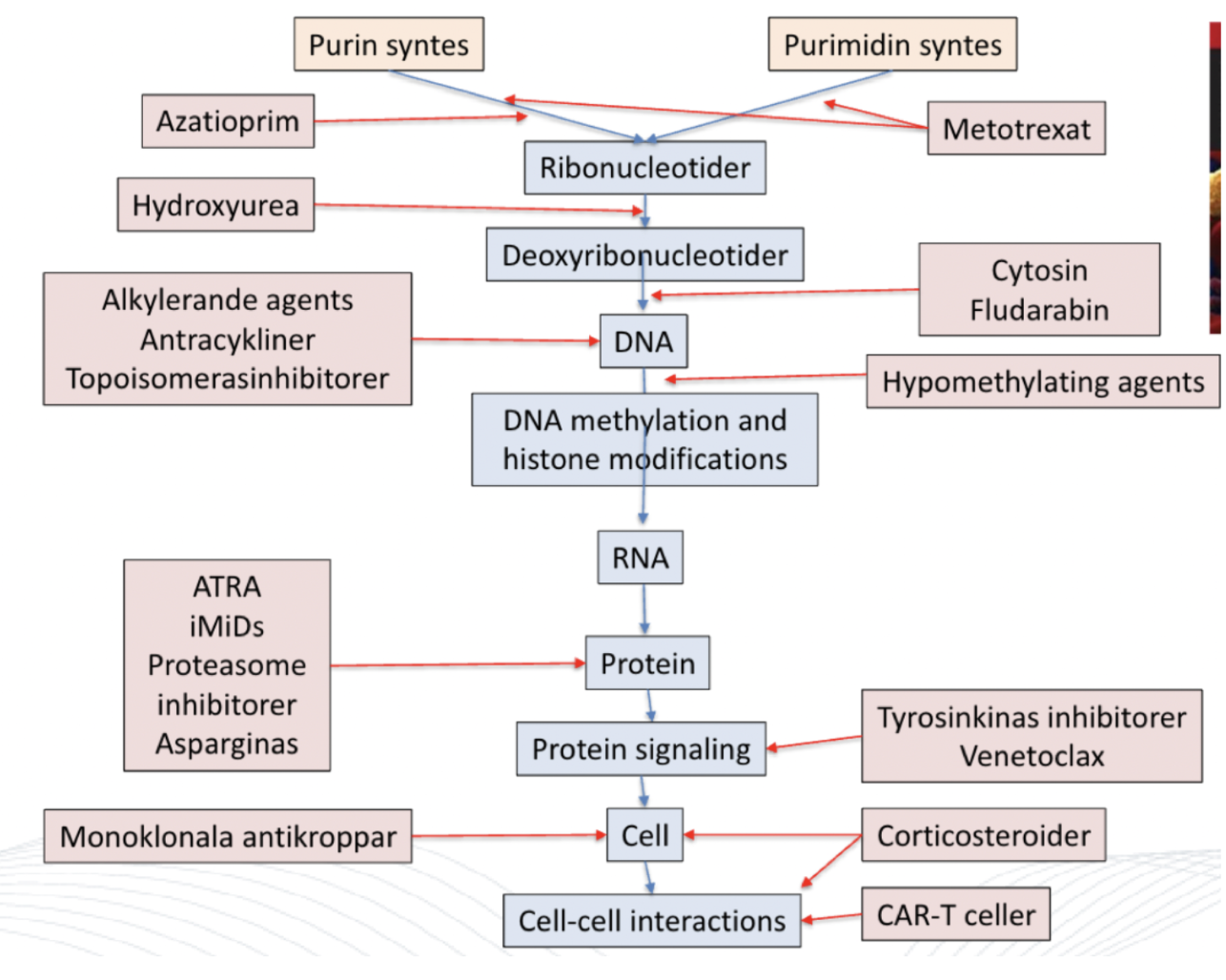 <p>De är <strong>reaktiva alkylgrupper</strong> som binder kovalent till puriner i DNA → försämrad replikation → cellcykelarrest i G<sub>2</sub>-fas → apoptos.</p><p>Detta är också cancerogent.</p>