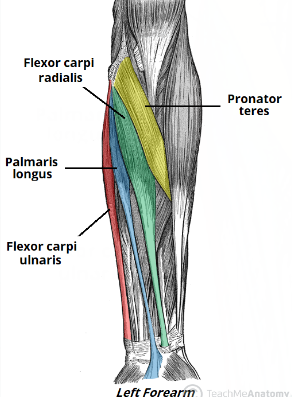 <p>Anterior Superior Muscles of the Upper Limb</p>