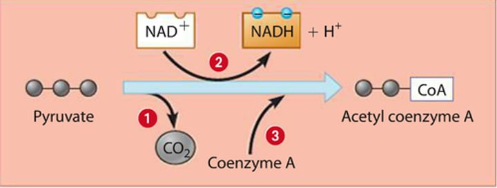 <p>pyruvate molecules are oxidized and produces acetyl-CoA, CO2, and NADH</p>