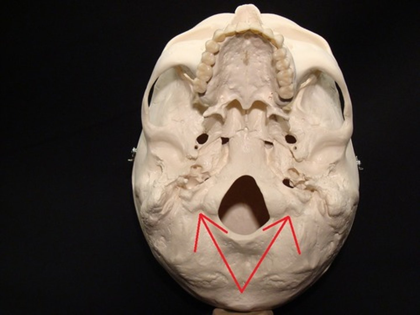 <p>depression posterior to foramen magnum and contains condylar canal</p>