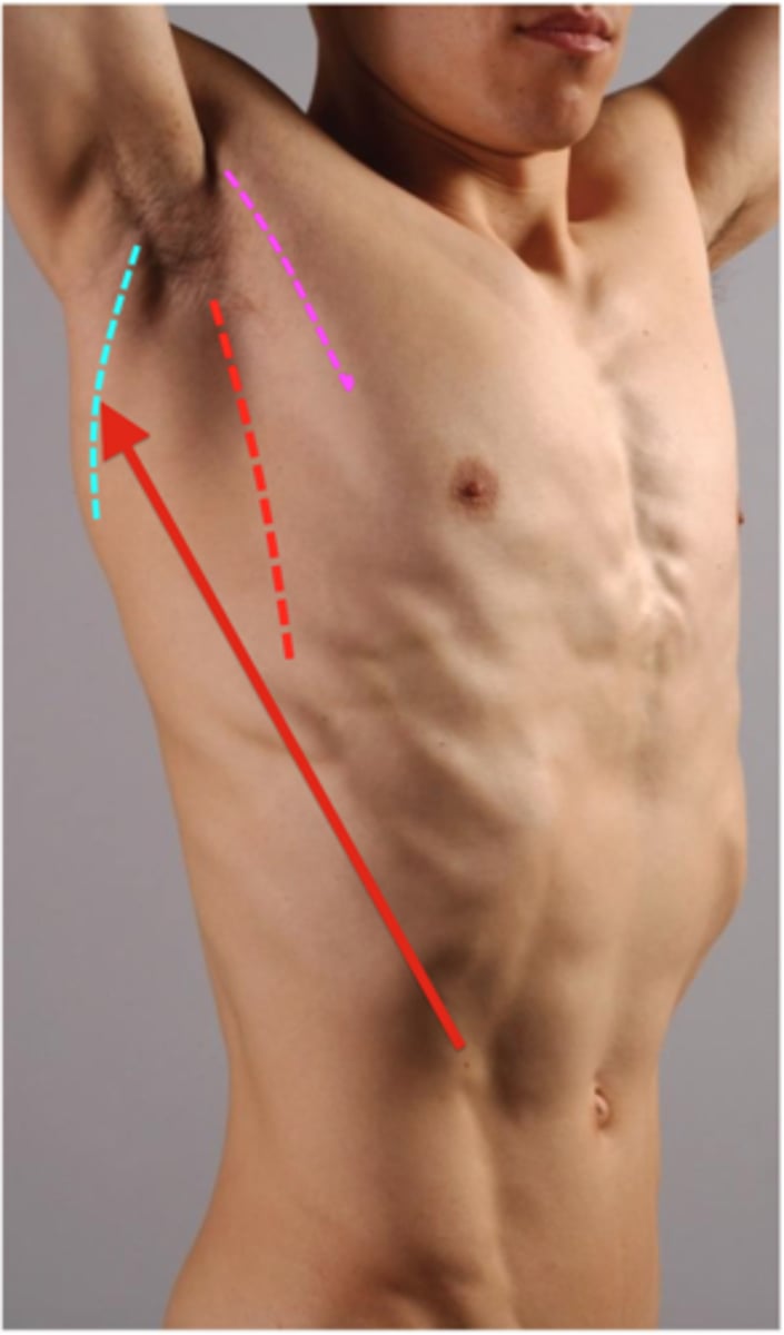 <p>Identify the red arrow.</p>