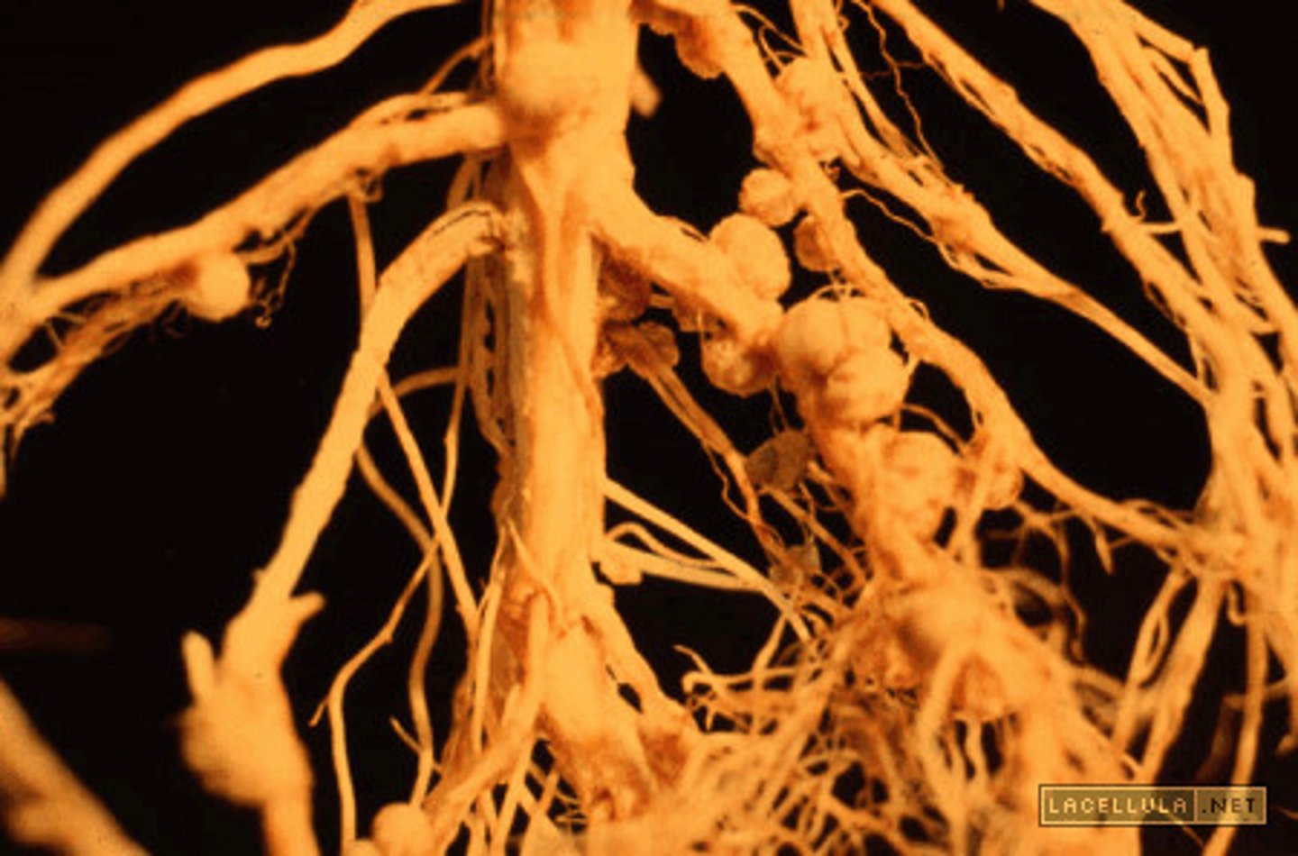 <p>A symbiotic bacterium that lives in the nodules on roots of specific legumes and that incorporates nitrogen gas (N2) from the air into ammonia (NH3), a form of nitrogen the plant can use.</p>