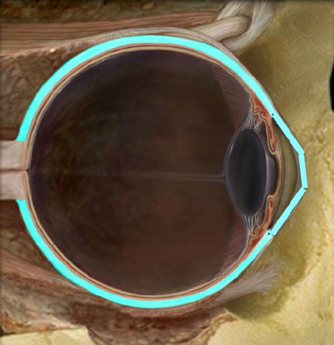<p>composed of the transparent cornea anteriorly and the opaque sclera posteriorly<br>-both made of collagen but the arrangement contributes to the colors</p>