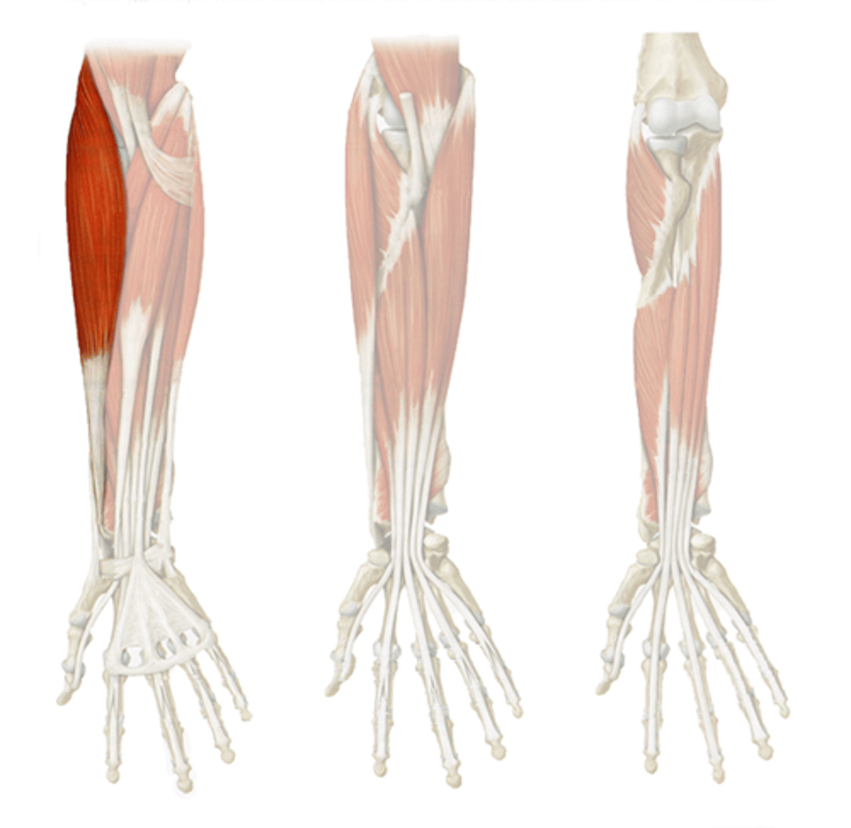 <p>Action: flexes elbow</p><p>motor innervation: radial nerve</p>