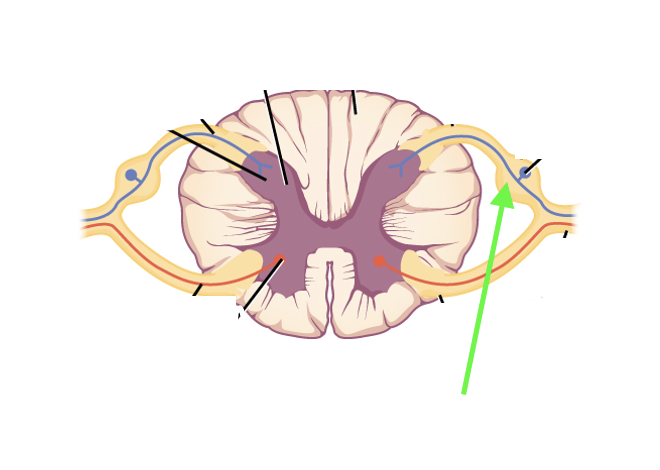 <p>what spinal cord area is this?</p>