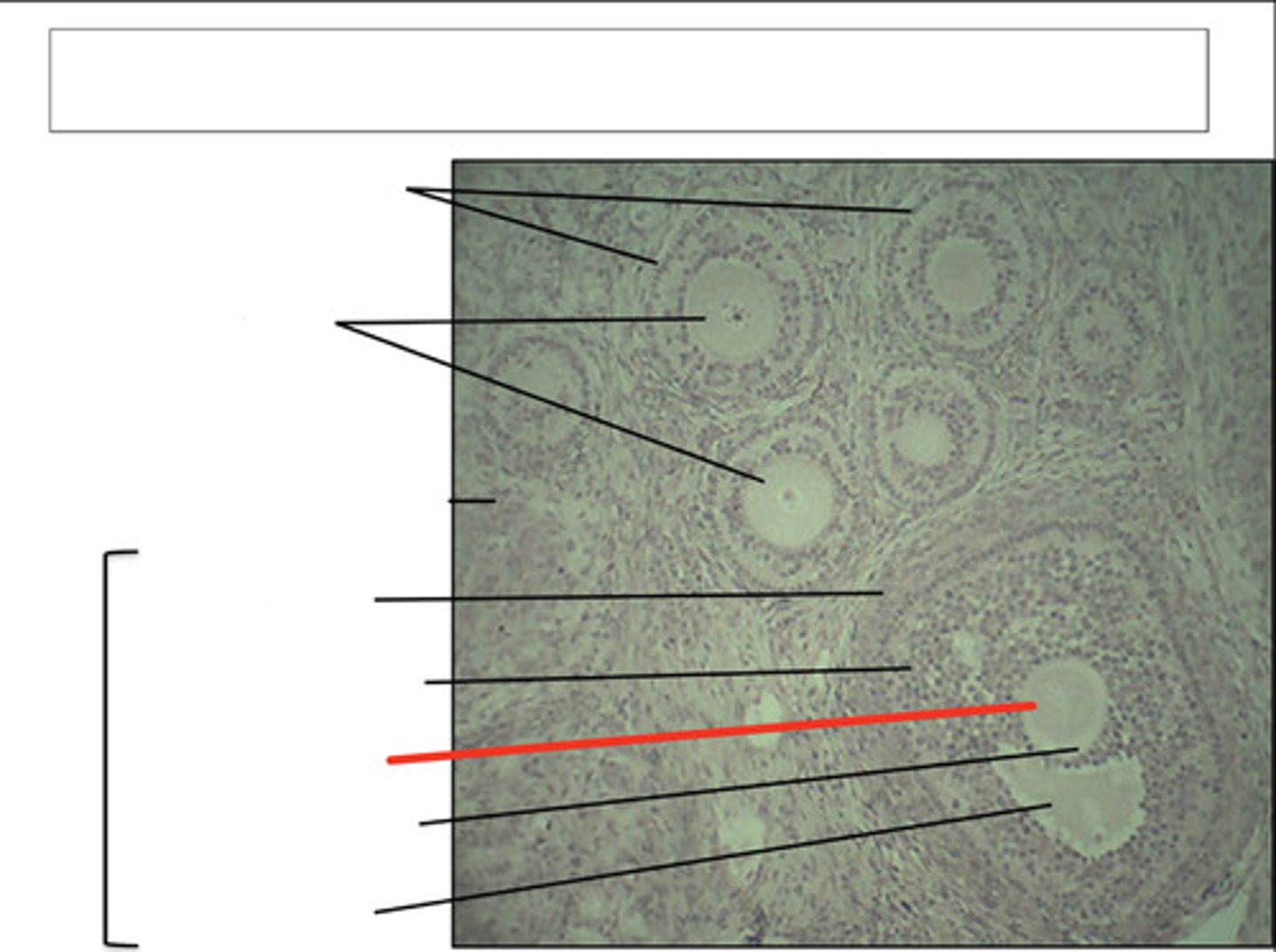 <p>identify this structure and organ</p>
