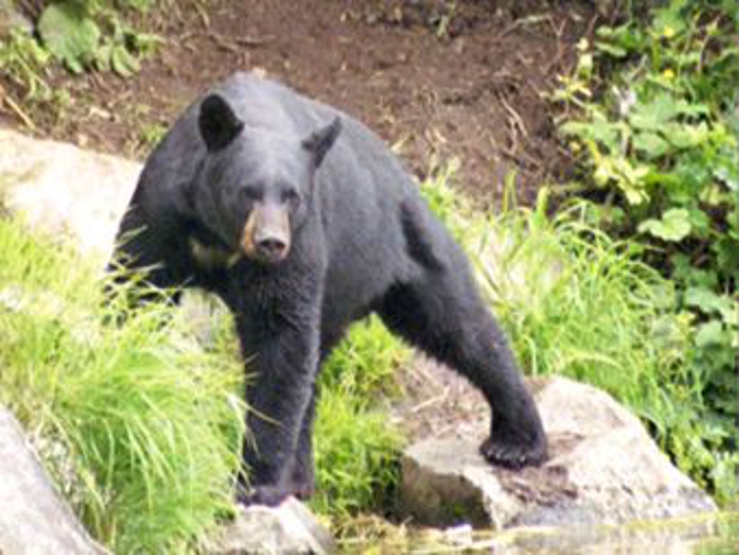 <p>Identify the species shown:</p>