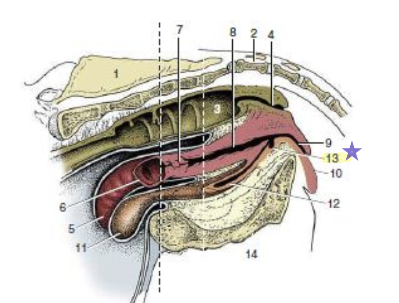 <p>what is 13</p>